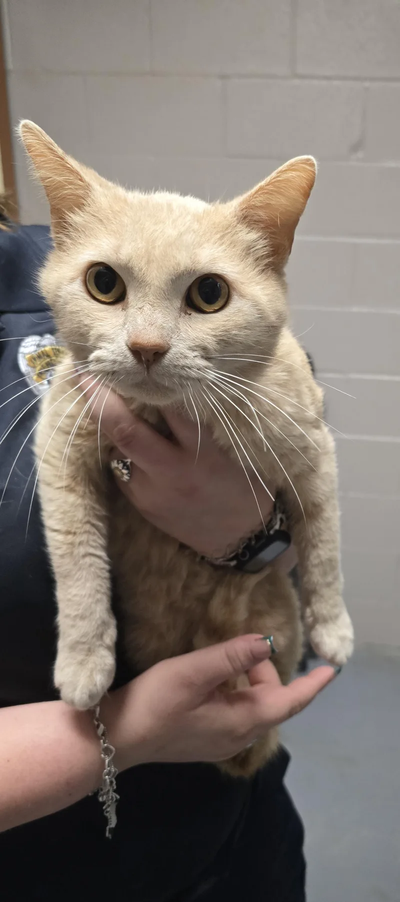 A young medium-sized male Domestic Short Hair cat named Bonsai for adoption in Friendswood, TX