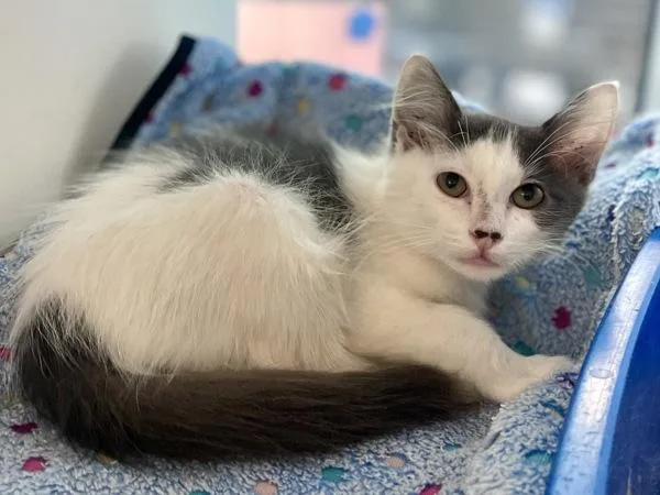 A baby small-sized male Domestic Medium Hair cat named Gunter for adoption in Austin, TX