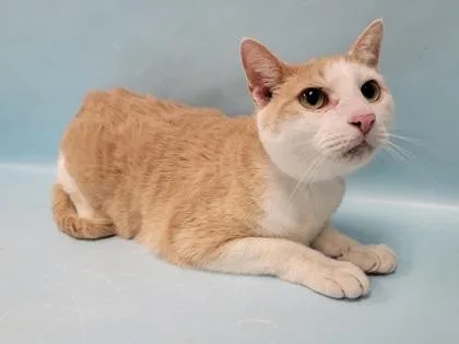 An adult small-sized male Domestic Short Hair cat named Kaleb for adoption in Coon Rapids, MN