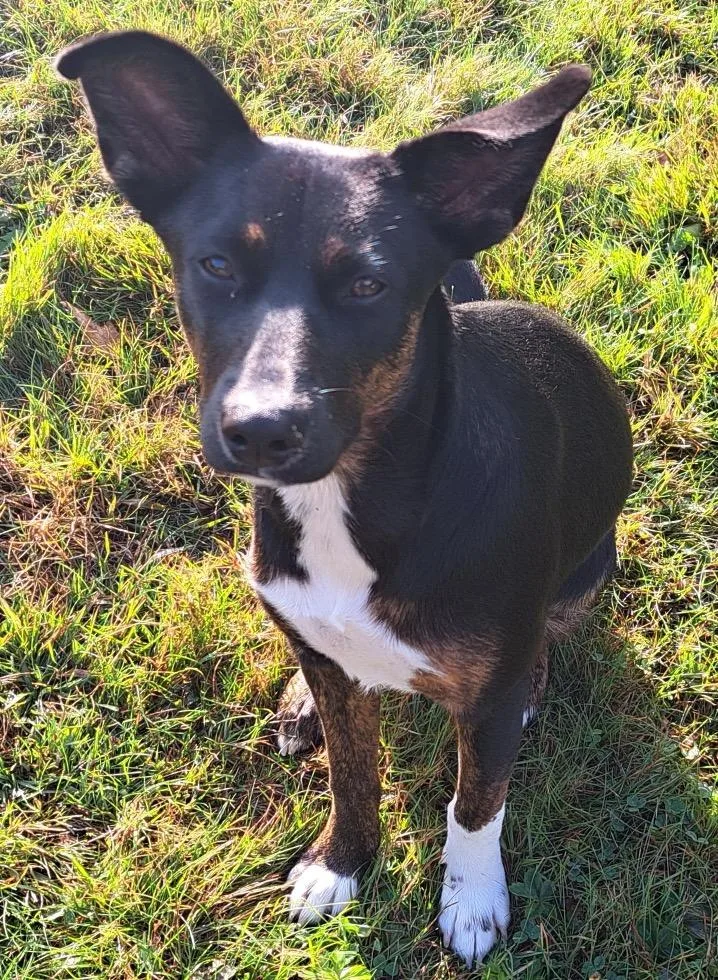 An adult small-sized female Australian Kelpie dog named Cinnamon for adoption in Brownsville, TX