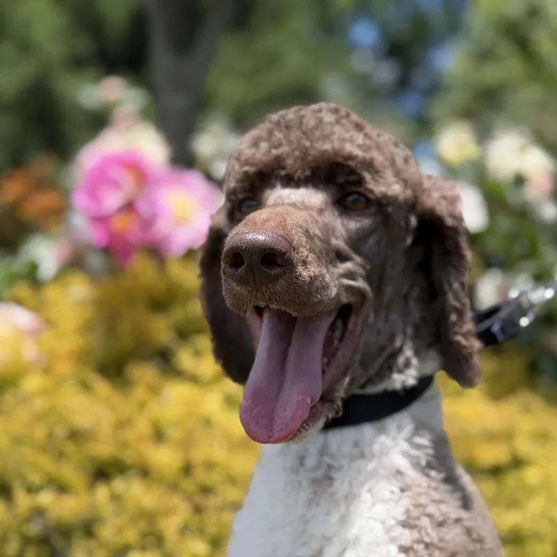 An adult medium-sized male Standard Poodle dog named French for adoption in University Place, WA