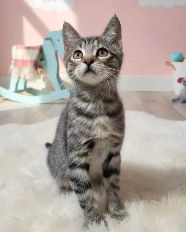 A baby small-sized female Domestic Short Hair cat named Yuma for adoption in Novato, CA