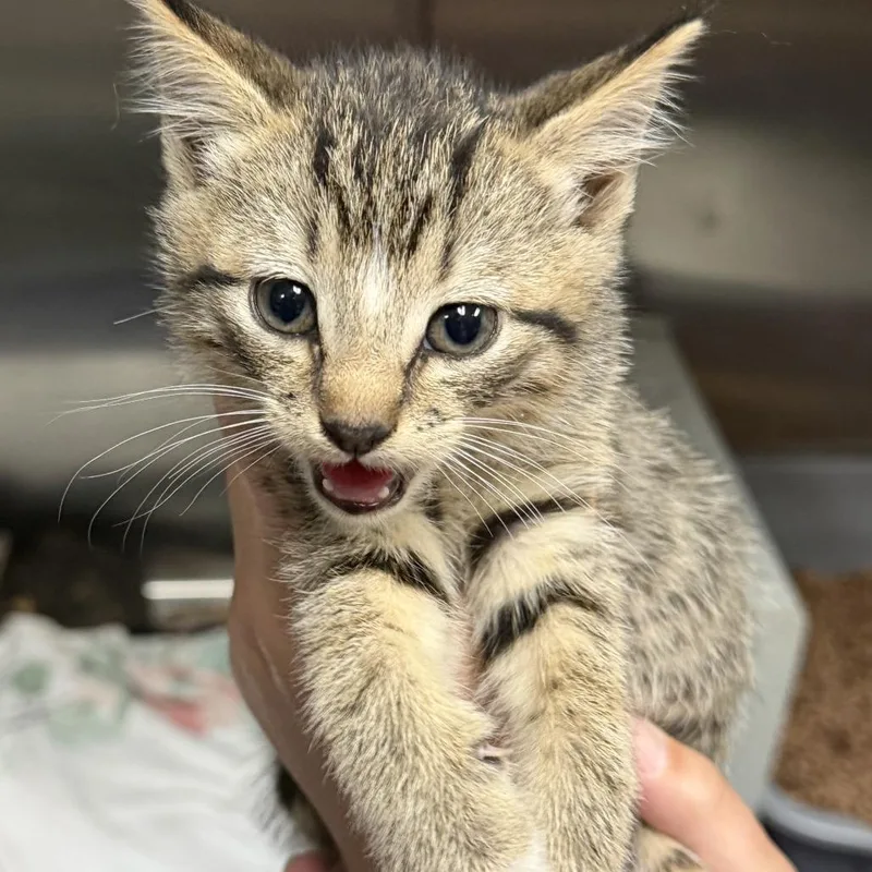 A baby small-sized male Brown / Chocolate Domestic Short Hair cat named Aleppo for adoption in Marion, VA
