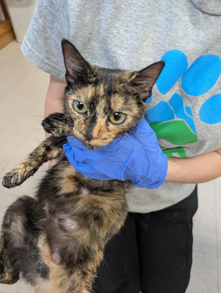 A young medium-sized female Domestic Short Hair cat named Queen for adoption in Burnsville, NC
