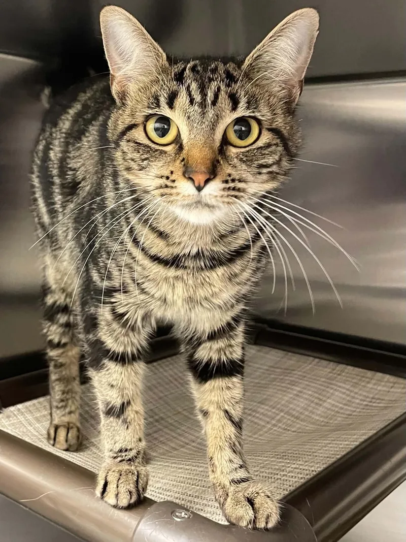 An adult medium-sized female Domestic Short Hair cat named Jasmine for adoption in Covington, VA