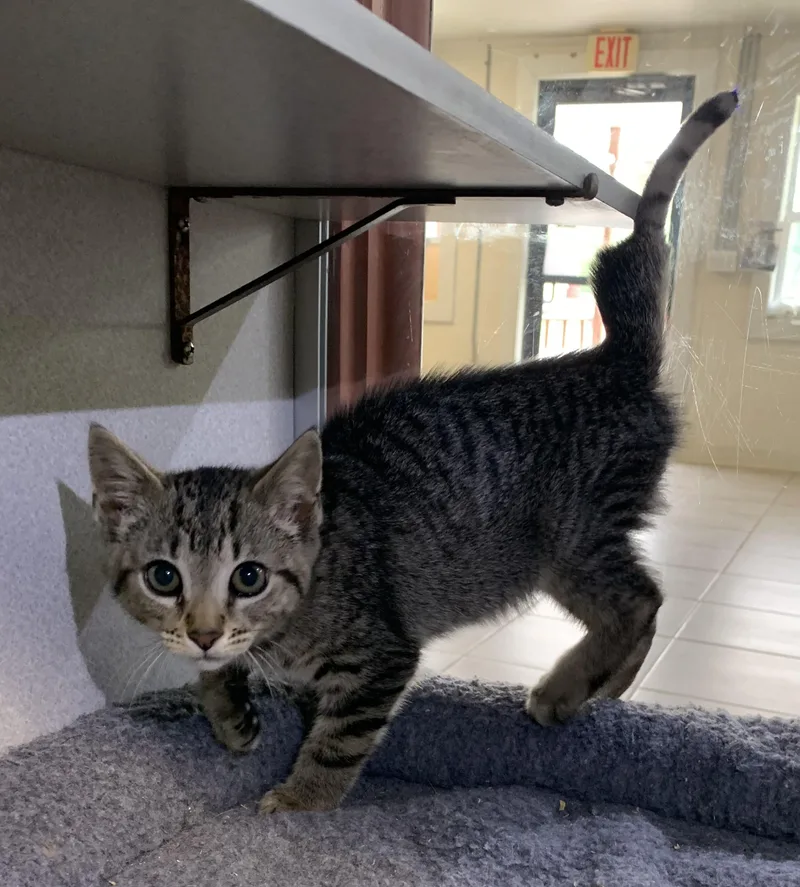 A baby medium-sized male Domestic Short Hair cat named Lucky for adoption in Massena, NY
