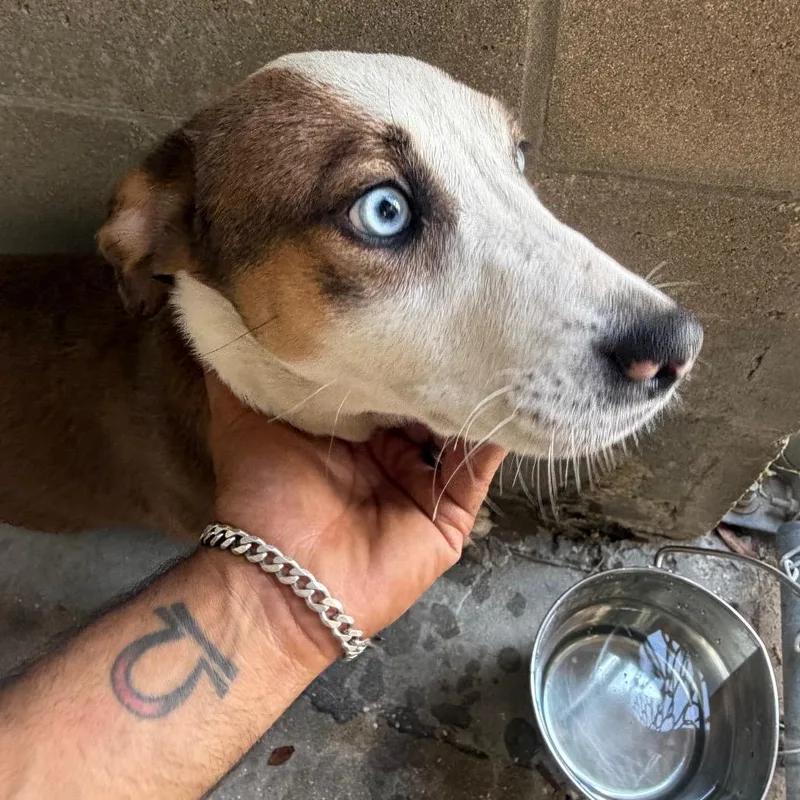 A baby medium-sized female Mixed Breed dog named Sapphire for adoption in Lake Panasoffkee, FL