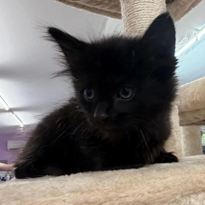 A baby small-sized male Black Domestic Medium Hair cat named Code Compliance for adoption in Boerne, TX