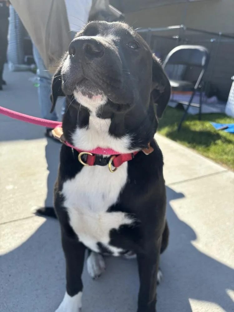 A young medium-sized female Tricolor (Brown, Black, & White) Mixed Breed dog named Maddie for adoption in Dorr, MI