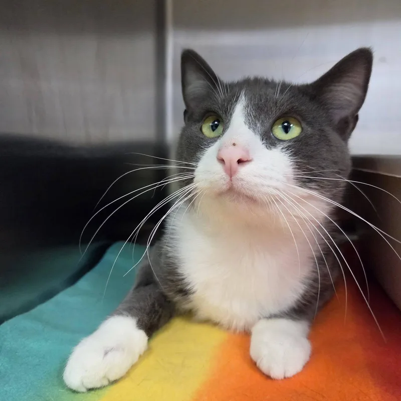 An adult medium-sized male Gray & White Domestic Short Hair cat named Popper for adoption in Chilton, WI