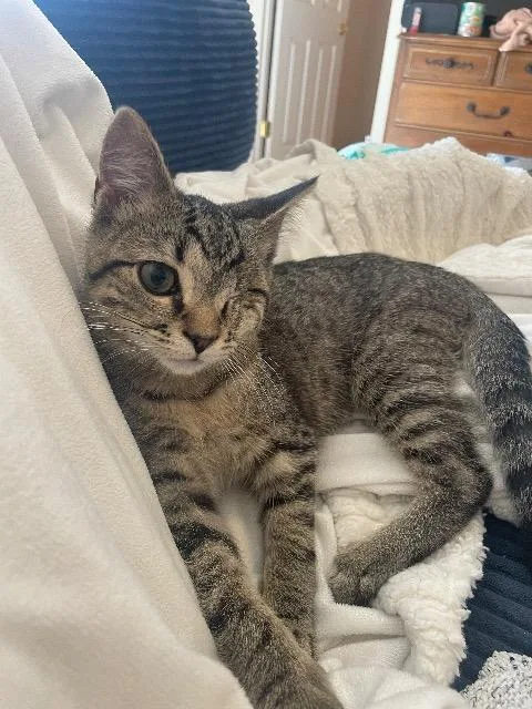A baby medium-sized male Domestic Short Hair cat named French Horn for adoption in Cincinnati, OH