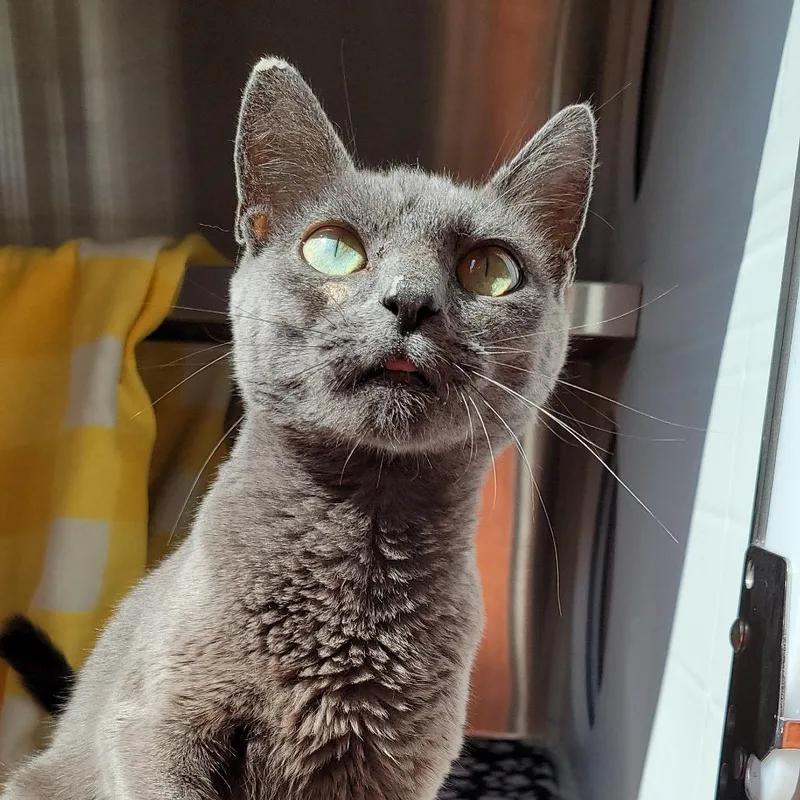 An adult medium-sized female Gray / Blue / Silver Domestic Short Hair cat named Blaze for adoption in Nashville, IN