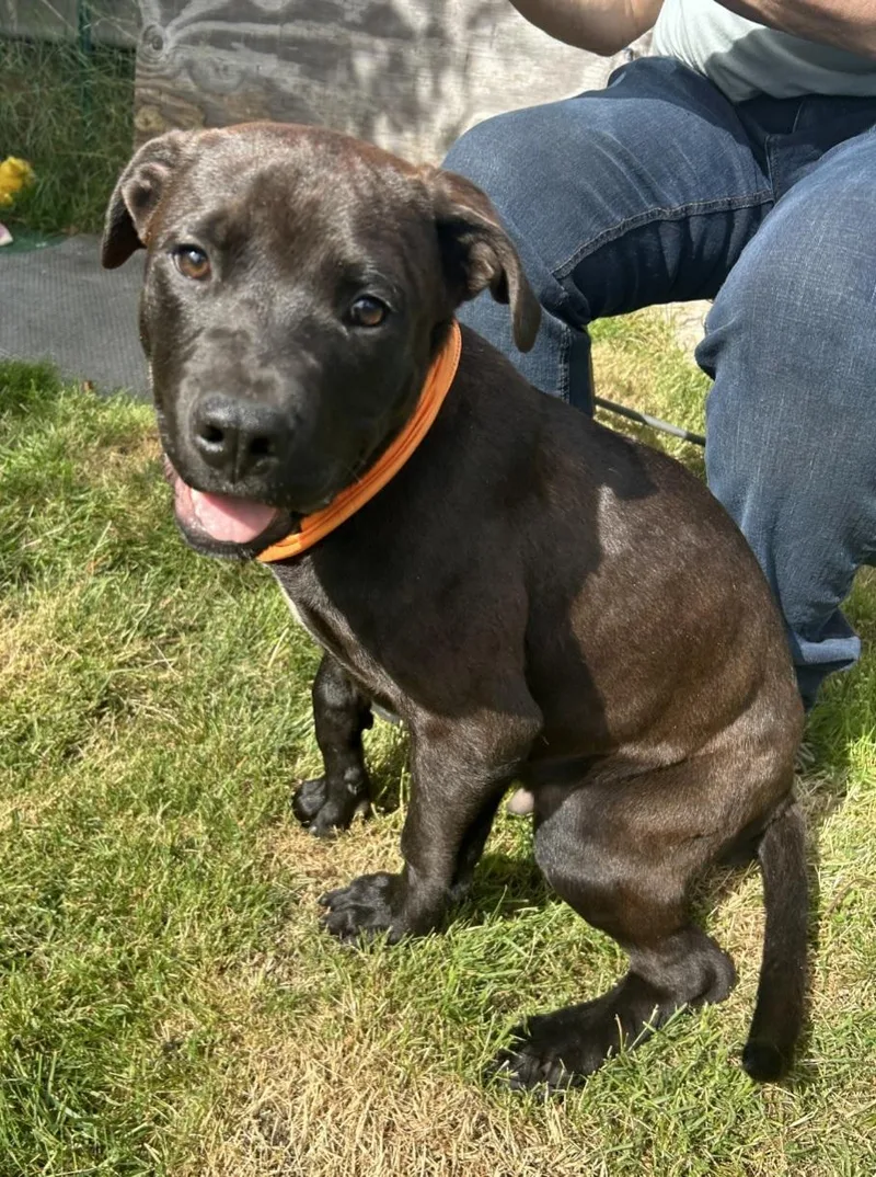 A baby medium-sized male Brown / Chocolate Pit Bull Terrier dog named Berkley for adoption in AUBURN, WA