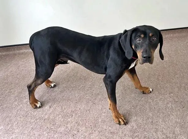 An adult large-sized male Beagle dog named Duke for adoption in Saint Louis, MO