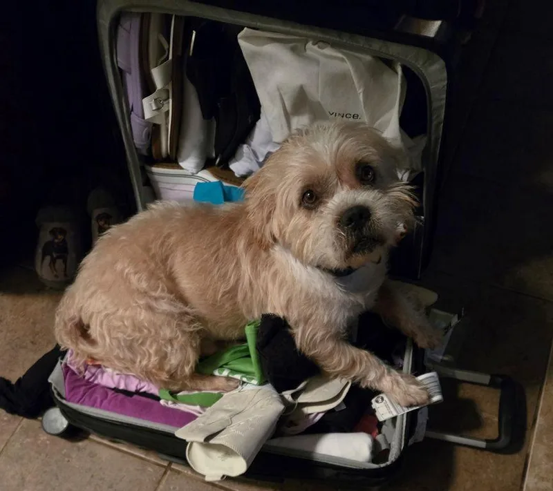 An adult medium-sized male Shih Tzu dog named TANK the man for adoption in San Antonio, TX