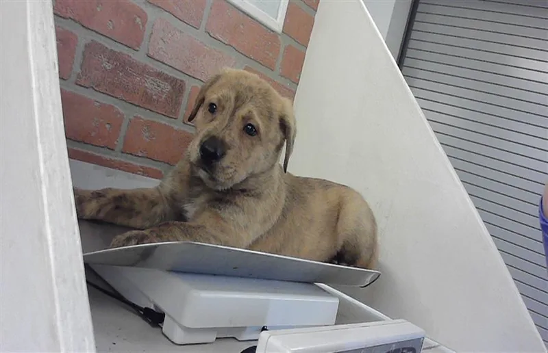 A baby small-sized male Labrador Retriever dog named Mario for adoption in Houston, TX