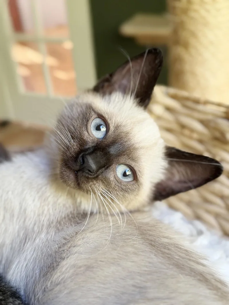 A baby medium-sized female Siamese cat named Maarva for adoption in Alameda, CA