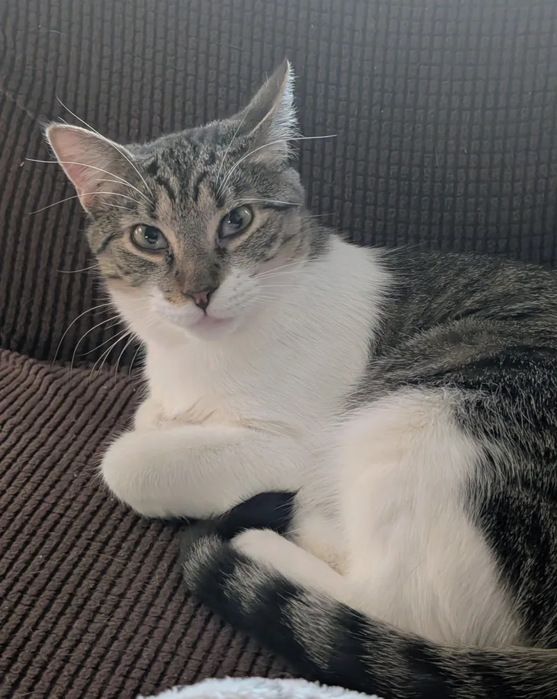 A young medium-sized female Gray & White Domestic Short Hair cat named Irina for adoption in Pearland, TX
