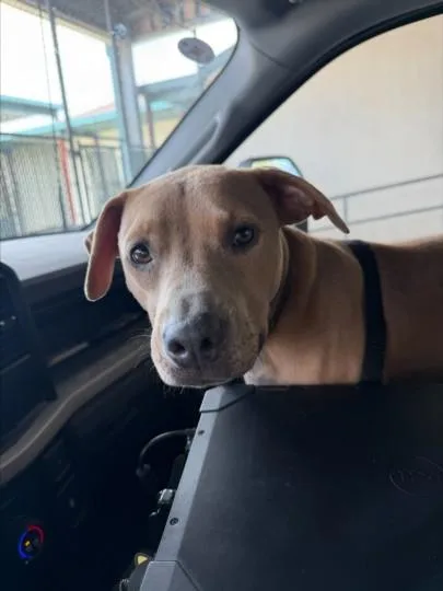 Nala