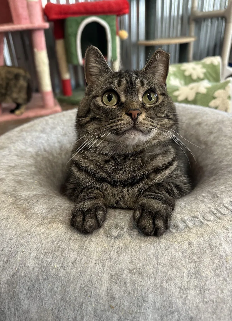 An adult medium-sized female Tabby (Brown / Chocolate) Domestic Short Hair cat named Ticonderoga for adoption in Tipp City, OH