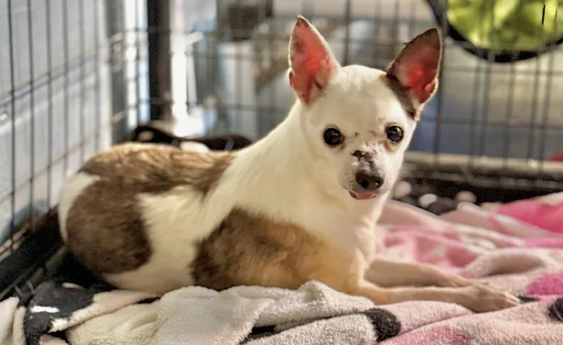 A senior small-sized female Chihuahua dog named Blaze for adoption in Knoxville, TN