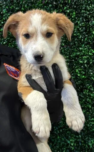 A baby small-sized male Yellow / Tan / Blond / Fawn Mixed Breed dog named 61004852 for adoption in El Paso, TX