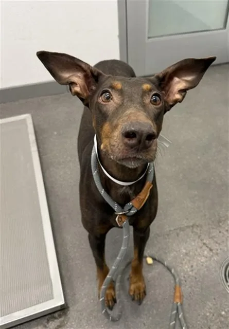 An adult large-sized female Doberman Pinscher dog named Scarlett for adoption in Mesa, AZ