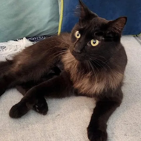 An adult large-sized male Black Domestic Long Hair cat named Enzo for adoption in Beaufort, SC