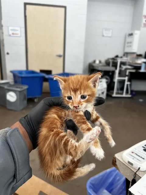 A baby medium-sized male Domestic Medium Hair cat named Ralf for adoption in Dallas, TX