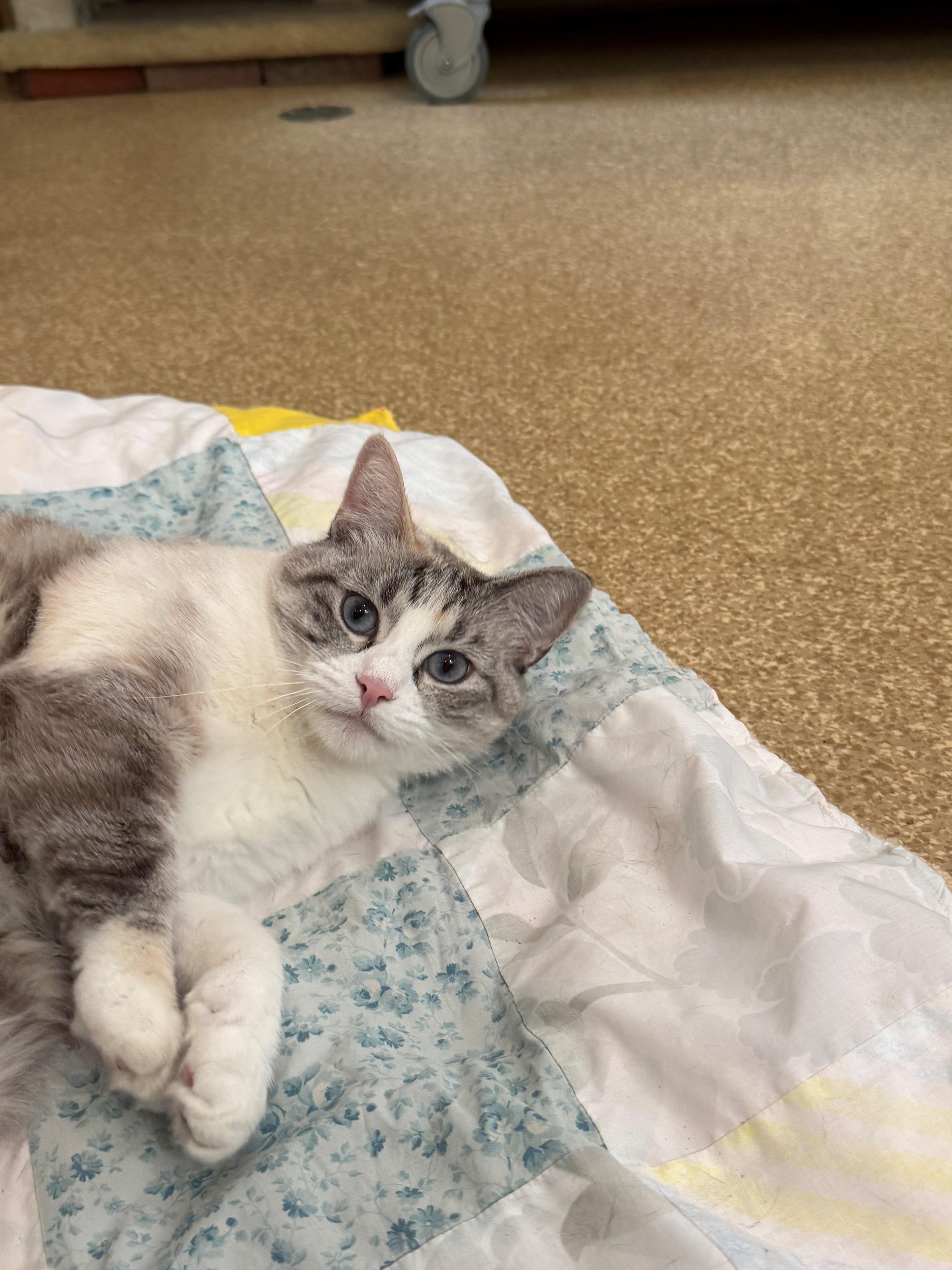 An adult medium-sized female Lilac Point Siamese cat named Babe for adoption in Laguna Beach, CA
