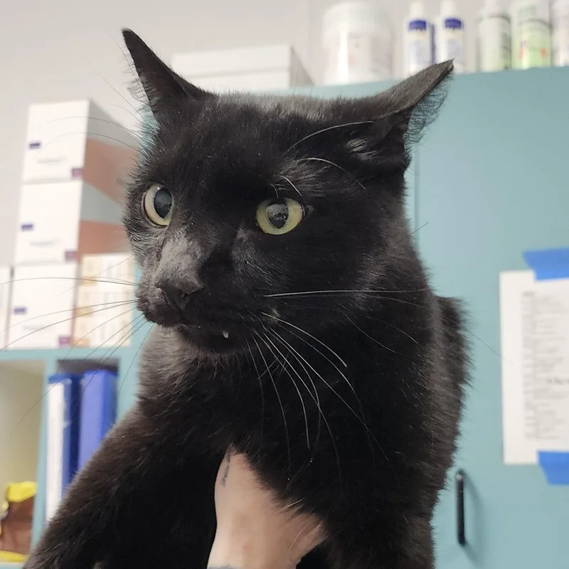 An adult large-sized male Black Domestic Short Hair cat named Dale for adoption in Clearwater, FL