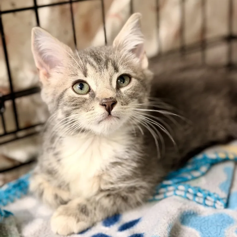 A baby medium-sized male Tabby (Gray / Blue / Silver) Domestic Short Hair cat named Birthday for adoption in Jackson, NJ