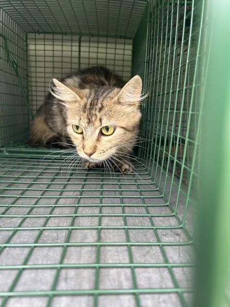 An adult small-sized female Domestic Medium Hair cat named Lauren for adoption in Virginia Beach, VA