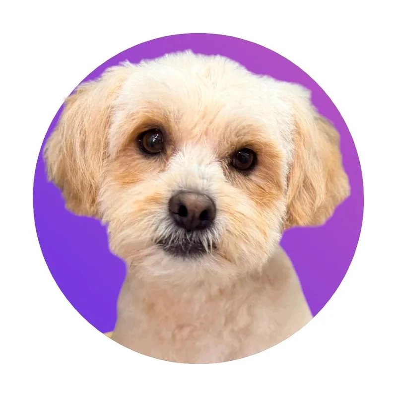 An adult small-sized male Apricot / Beige Mixed Breed dog named Teddy for adoption in Pacific Grove, CA