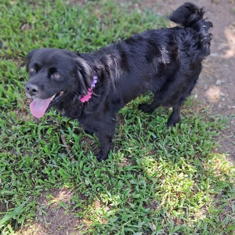An adult medium-sized female Spaniel dog named Poppy for adoption in Albion, NY