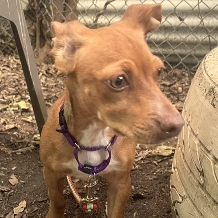 A young small-sized male Red / Chestnut / Orange Miniature Dachshund dog named Hank Jr for adoption in Austin, TX