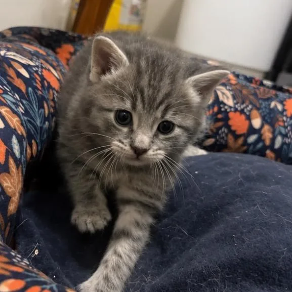 A baby small-sized female Gray / Blue / Silver Domestic Short Hair cat named Jocelyn for adoption in Mount Vernon, IN