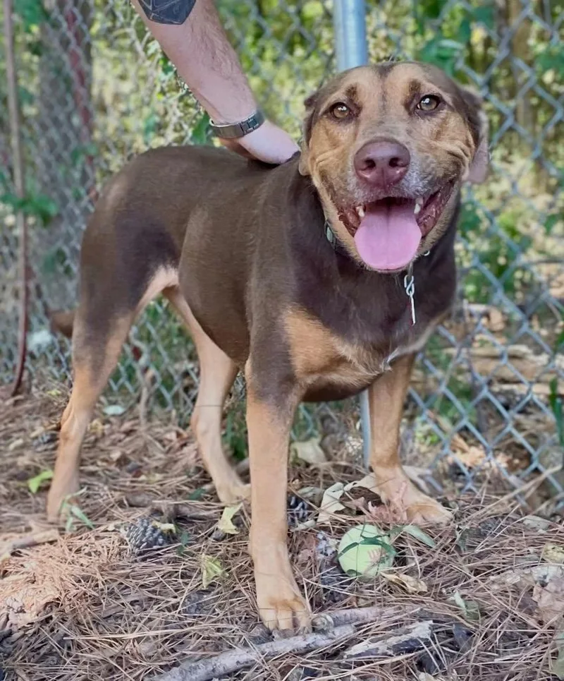 Mazie thumbnail 3