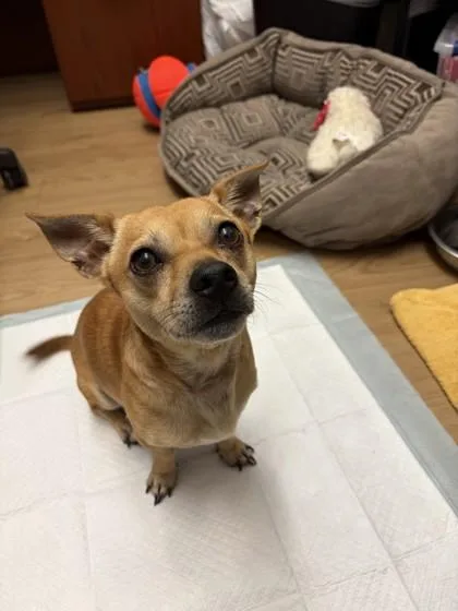 Paco