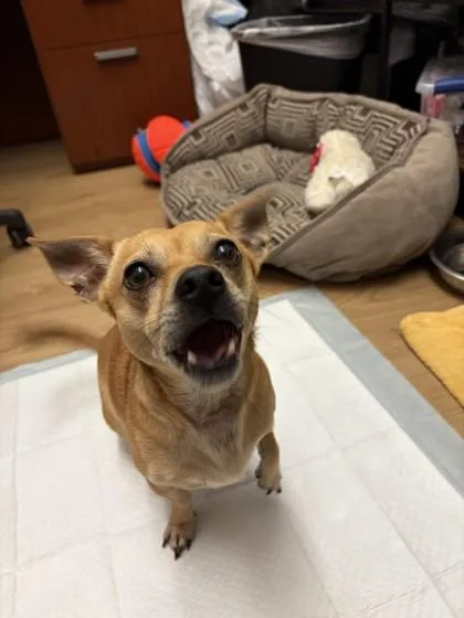 Paco thumbnail 2