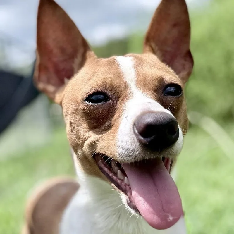 An adult small-sized male Chihuahua dog named Mac for adoption in Chattanooga, TN
