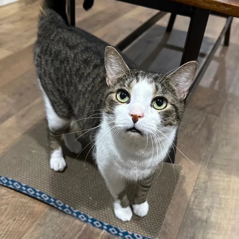 An adult medium-sized male Domestic Short Hair cat named Charlie for adoption in Bridgeville, PA