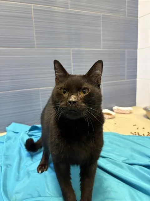 An adult large-sized male Domestic Short Hair cat named Mr. Meanie for adoption in Haw River, NC
