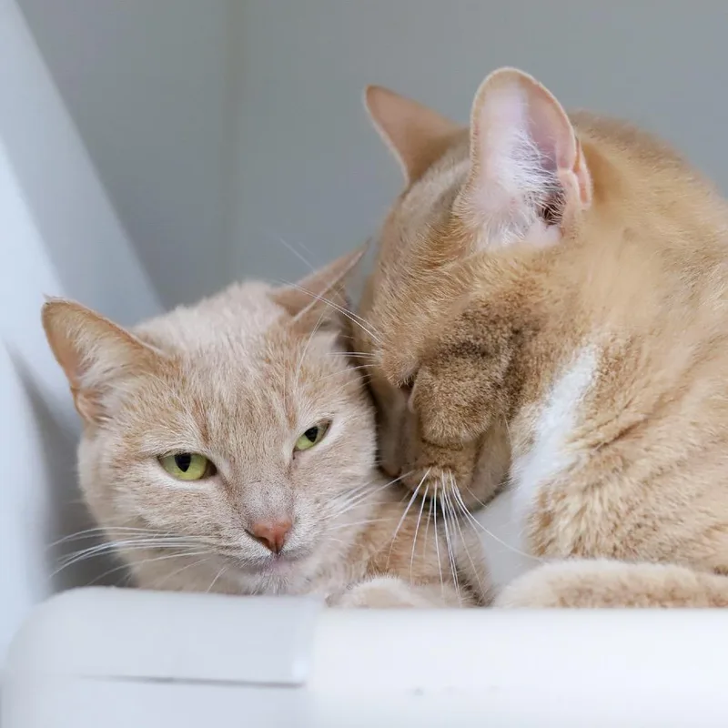 An adult small-sized male Orange / Red Domestic Short Hair cat named Puddin' for adoption in Los Angeles, CA