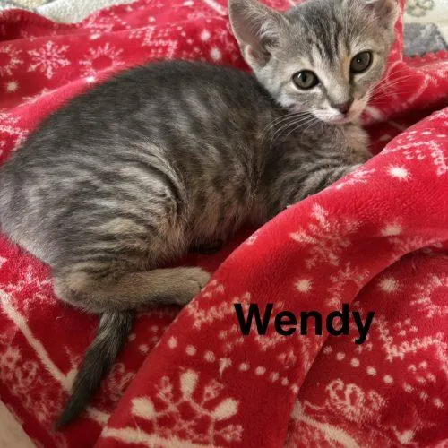 A young small-sized female Tabby (Gray / Blue / Silver) Domestic Short Hair cat named Wendy for adoption in Seven Valleys, PA
