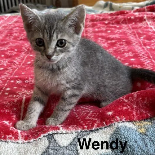Wendy thumbnail 5