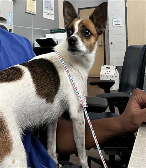 An adult medium-sized female Mixed Breed dog named Lupita for adoption in Dallas, TX
