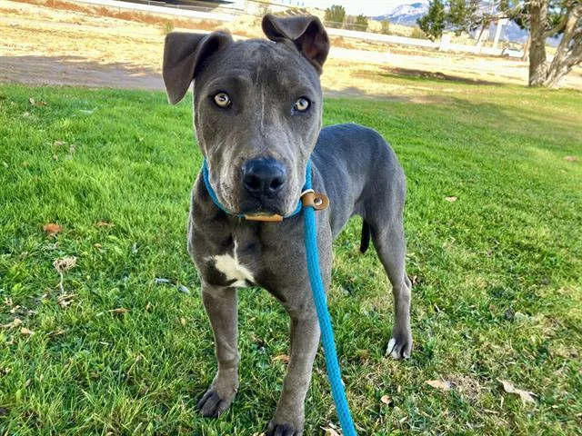 A young small-sized female Pit Bull Terrier dog named Tina for adoption in Albuquerque, NM