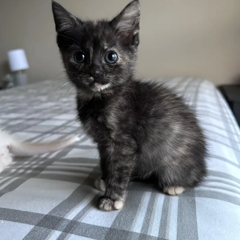 Duchess