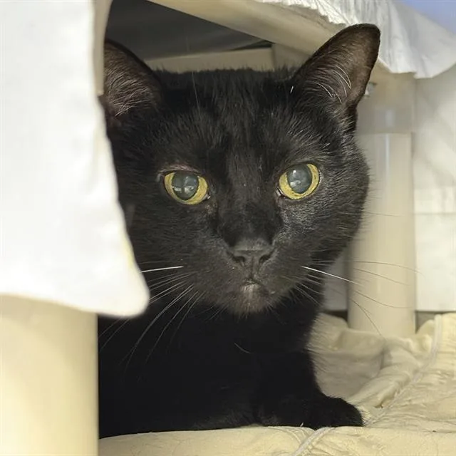 A senior medium-sized female Domestic Short Hair cat named Abigail for adoption in Las Vegas, NV